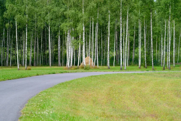 Landscape Birch Forest — Stock Photo, Image