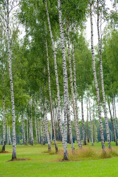 Landscape Birch Forest — Stock Photo, Image