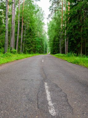 Orta Rusya 'da orman yolu