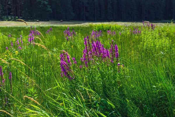 Blooming Field Central Russia Pskov Region — Stock Photo, Image