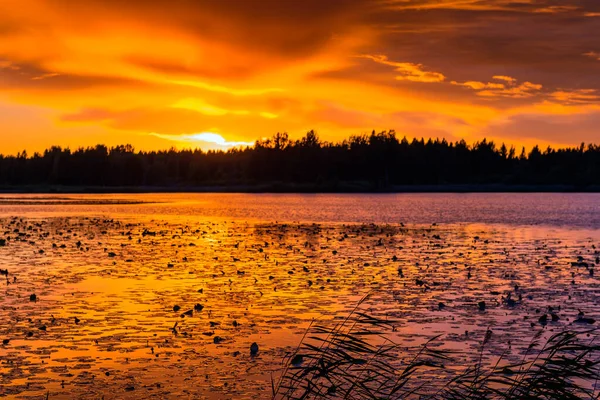 Fantástica Paisagem Pôr Sol Com Deslumbrante Lago Florestal — Fotografia de Stock