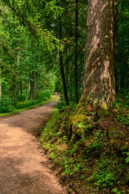 Güzel bir parkta inanılmaz bir manzara.
