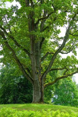 Güzel bir parkta inanılmaz bir manzara.