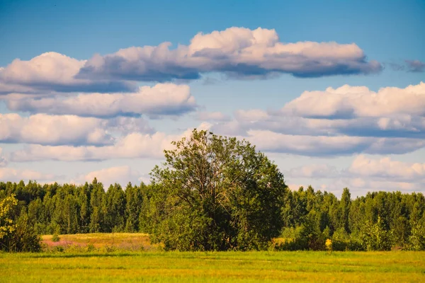 Amazing Landscape White Clouds Forest — Stock Photo, Image