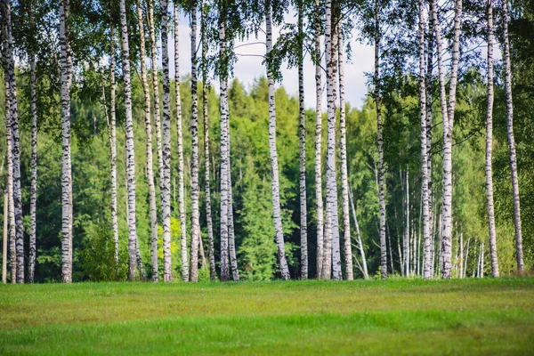 Gorgeous Landscape Birch Forest — Stock Photo, Image