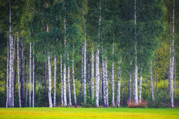 Lindas Paisagens Com Floresta Bétula — Fotografia de Stock