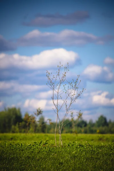 Paesaggio Fantastico Con Piccolo Albero Solitario Nuvole Immagine Stock