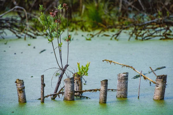 Paesaggio Interessante Con Ceppi Una Palude Ricoperta Vegetazione Immagine Stock