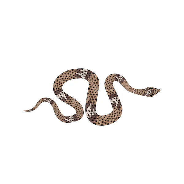 13,775 กรุง python Vector Images | Depositphotos