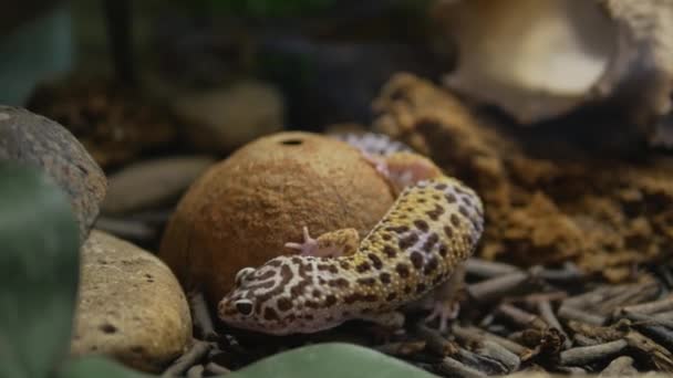 Zoológico Eublepharis Macularius Manchado Gecko Rastejando Terrário — Vídeo de Stock