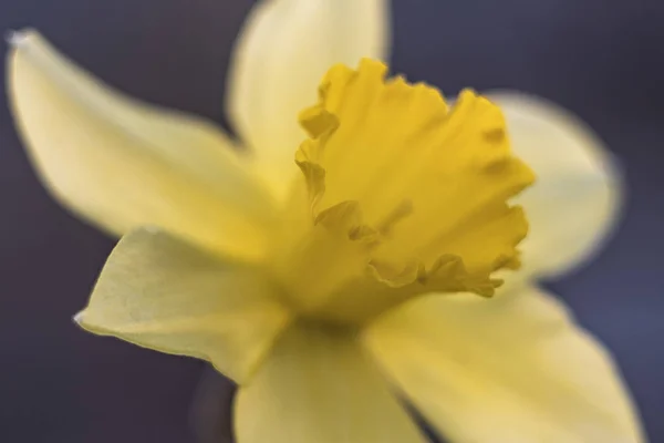 Yellow daffodil close up — Stock Photo, Image