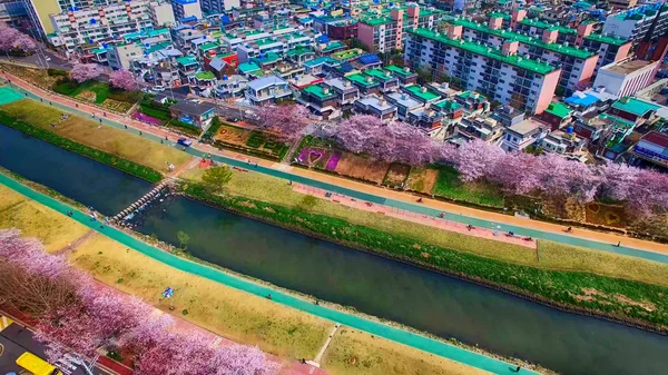 Oncheoncheon 市民公園の桜咲く春 Dongraegu Yeonjegu アジア3月 2018 — ストック写真