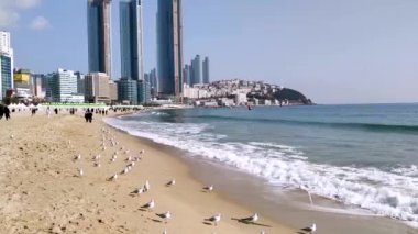 Saeukkang sandviç, Haeundae Beach, Busan, Güney Kore ekmek parası martı