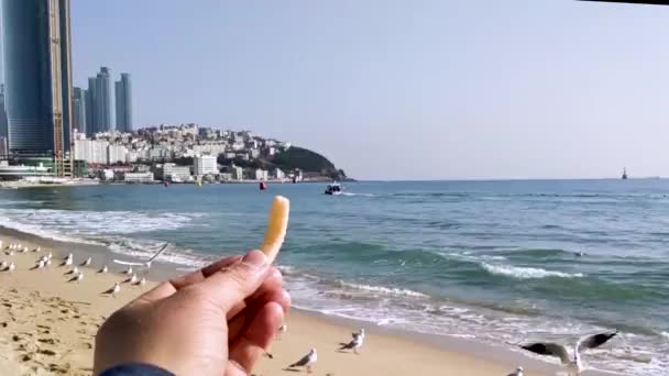 Seagull Trying Eat Saeukkang Snack Haeundae Beach Busan South Korea — Stock Video