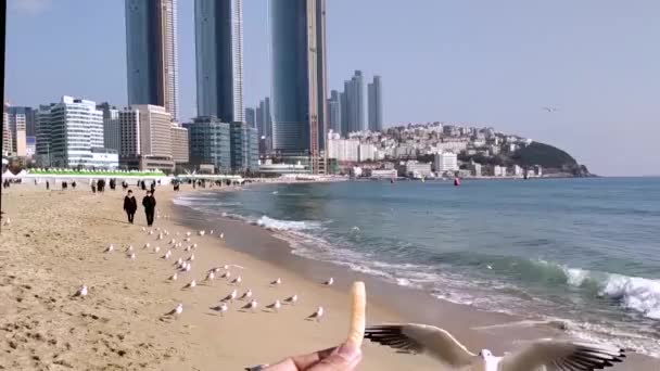 Burung Camar Mencoba Untuk Makan Camilan Saeukkang Pantai Haeundae Busan — Stok Video