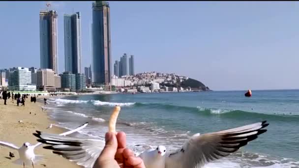 韩国釜山海云台海滩 试图吃赛康小吃的海鸥 — 图库视频影像