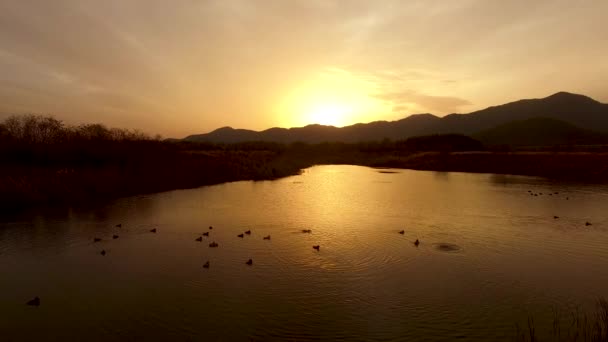 Birs Jugando Río Atardecer Yangsan Gyeongsangnamdo Corea Del Sur Asia — Vídeo de stock