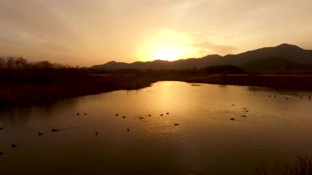 Birs Che Giocano Sul Fiume Tramonto Yangsan Gyeongsangnamdo Corea Del — Video Stock