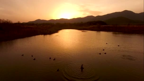 Birs Jugando Río Atardecer Yangsan Gyeongsangnamdo Corea Del Sur Asia — Vídeo de stock