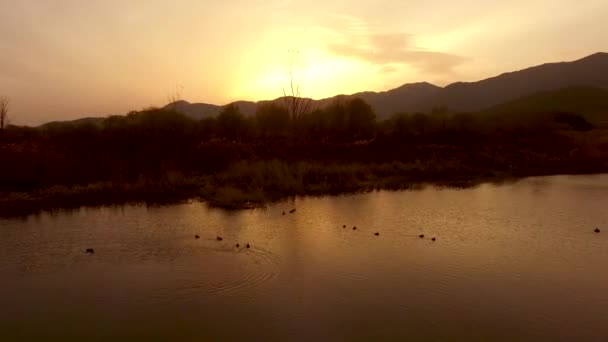 Birs Jugando Río Atardecer Yangsan Gyeongsangnamdo Corea Del Sur Asia — Vídeo de stock