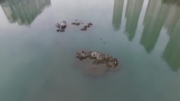 Vogels Leven Suyeong Rivier Busan Zuid Korea Azië — Stockvideo