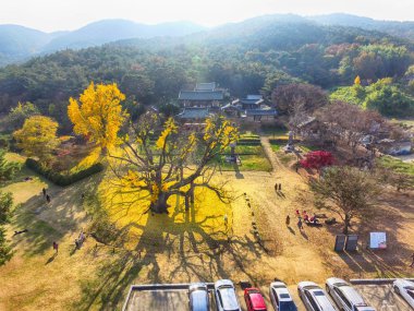 Büyük eski ginkgo ağacı dodong seowon, dalseonggun, daegu, Gyeongsangbukdo, Güney Kore, Asya