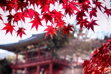 Kırmızı Dodong Seowon, Dalseonggun, Daegu, Gyeongsangbukdo, Güney Kore, Asya, akçaağaç ağacının yaprakları