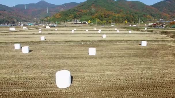 Silridge Рисовій Плантації Wiryangji Водосховища Miryang Gyeongsangnamdo Південна Корея Азії — стокове відео