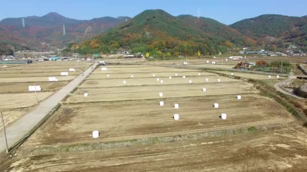 Silridge Ris Paddyriset Wiryangji Reservoar Miryang Gyeongsangnamdo Sydkorea Asien — Stockvideo