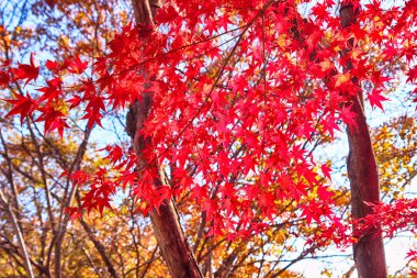 Red Maple in Piagol, Jirisan Mountain, Guerye, Jeonnam, South Korea Asia clipart