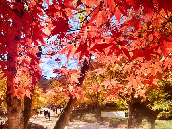 Jesień Azji Gancheonsan Góry Sunchang Jeollanamdo Korea Południowa — Zdjęcie stockowe