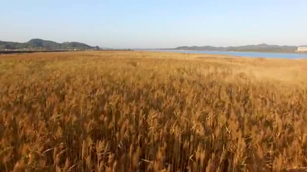 Západ Slunce Shinseongri Galdaebat Reed Pole Seocheon Chungcheongnamdo Jižní Korea — Stock video