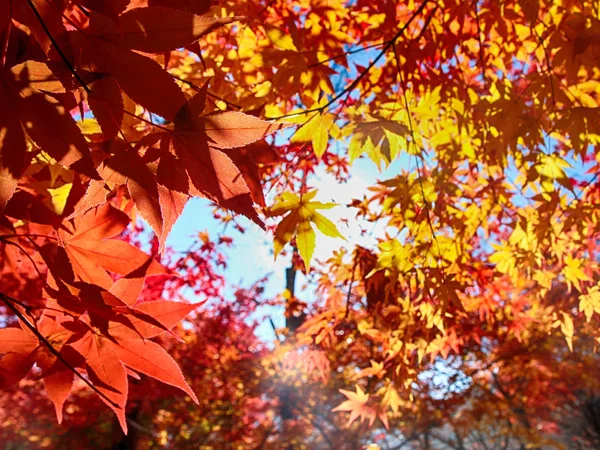 Folhas Coloridas Cheolam Maple Colony Taebaek Gangwondo Coreia Sul Ásia — Fotografia de Stock