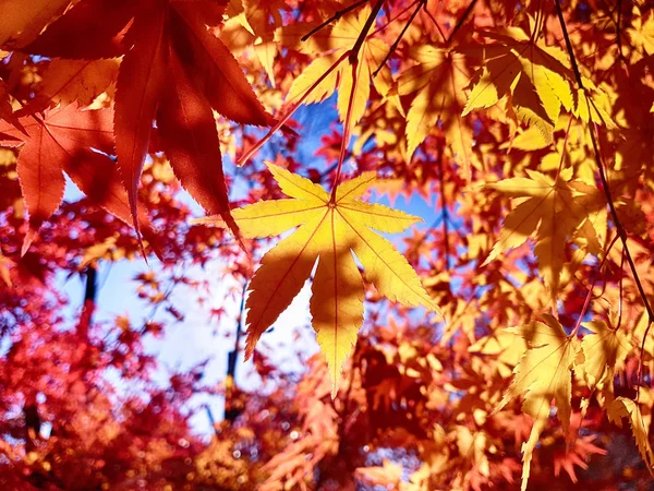 Folhas Coloridas Cheolam Maple Colony Taebaek Gangwondo Coreia Sul Ásia — Fotografia de Stock