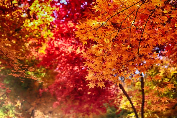 Bunte Blätter Bei Cheolam Maple Colony Taebaek Gangwondo Südkorea Asien — Stockfoto