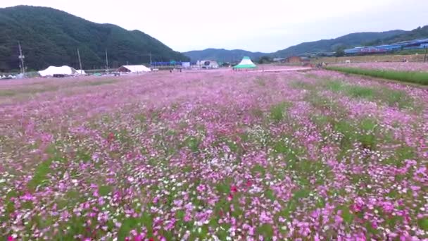 北川コスモスと河東 Gyengsangnamdo アジアでソバの花の祭典 — ストック動画