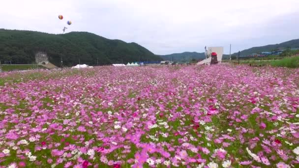 Bukcheon Cosmos Dan Buckwheat Flower Festival Hadong Gyengsangnamdo Korea Selatan — Stok Video