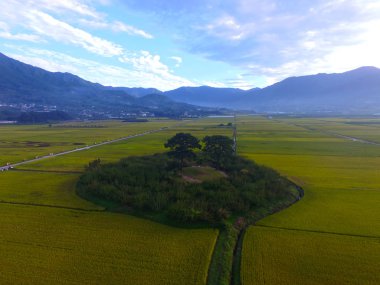 Koca ve karısı ağaç Akyang pirinç çeltik alan, Hadong, Gyeongsangnamdo, Güney Kore, Asya