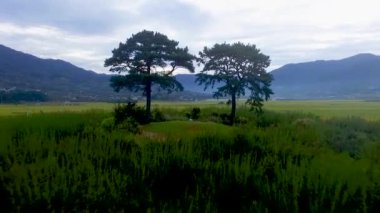 Koca ve karısı ağaç Akyang pirinç çeltik alan, Hadong, Gyeongsangnamdo, Güney Kore, Asya