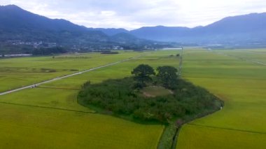 Koca ve karısı ağaç Akyang pirinç çeltik alan, Hadong, Gyeongsangnamdo, Güney Kore, Asya