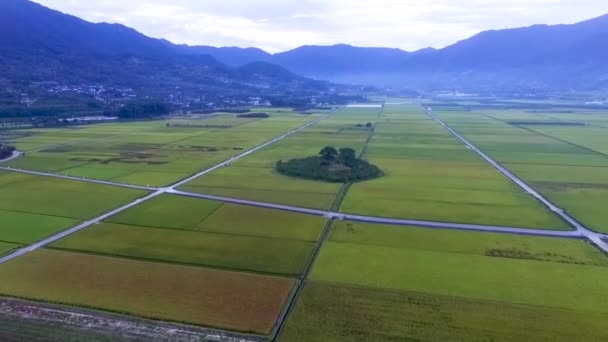 Koca Karısı Ağaç Akyang Pirinç Çeltik Alan Hadong Gyeongsangnamdo Güney — Stok video