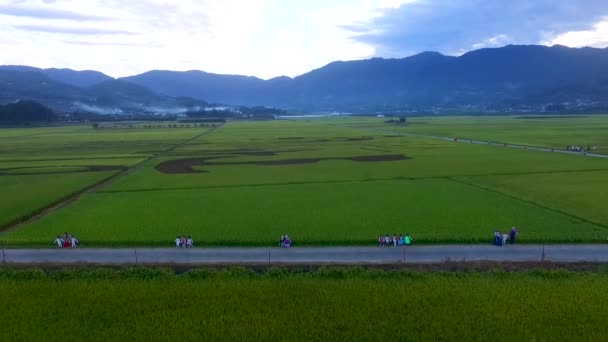 Air View Akyang Rice Paddy Field Hadong Gyeongsangnamdo South Korea — стоковое видео