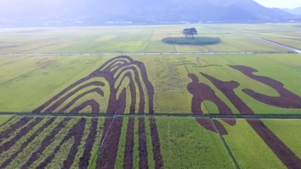 Aerial View Akyang Rice Paddy Field Hadong Gyeongsangnamdo Sør Korea – stockvideo