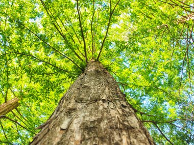 Gangcheonsan dağ, Sunchang, Jeollanamdo, Güney Kore, Asya ağacının alt görünümü