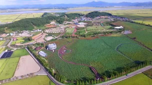 Luftaufnahme Des Weißen Lotusreservoirs Hoesan Baekryunji Muan Jeollanamdo Südkorea Asien — Stockvideo