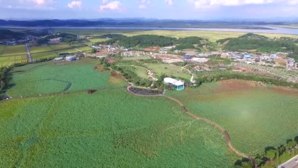 Aerial View Hoesan Baekryunji White Lotus Reservoir Muan Jeollanamdo South — Stock Video