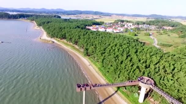 Luchtfoto Van Skywalk Songlim Bergbos Resort Van Janghang Chungcheongnamdo Zuid — Stockvideo