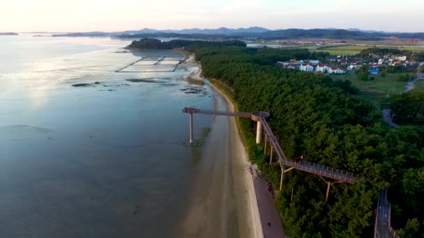 忠淸南道 アジアの Songlim 山の森林リゾートでスカイウォークの航空写真 — ストック動画