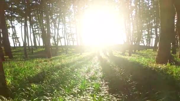 Солнечный Свет Сквозь Деревья Горный Лесной Курорт Джанхан Сонглим Сеочхон — стоковое видео