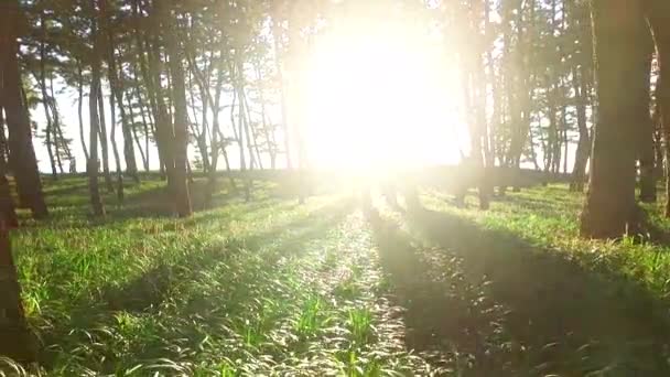 Sunshine Trees Janghang Songlim Mountain Forest Resort Seocheon Chungcheongnamdo South — Stock Video